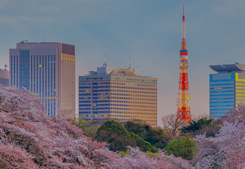Tokyo Tower surrounded by nearby buildings and cherry blossoms in full bloom
