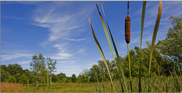 EMEA-whychoose-biodirversity-ko 부들 식물이 앞에서 자라고 있는 녹지 공간